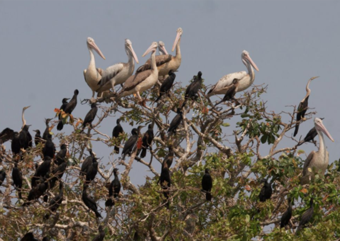 STUDENT BLOG: Protecting Wildlife and Forestry